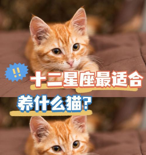 选择适合自己的宠物，让养活成为一种享受（以养什么宠物好养活为主题的指南）(图1)