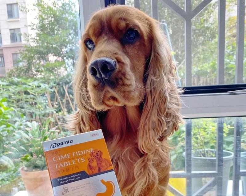 为什么狗狗一直想吐？（探究狗狗频繁呕吐的原因及应对方法）(图2)