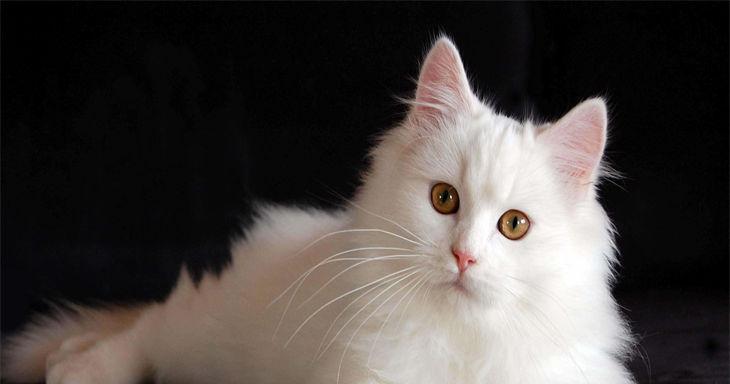 选择适合自己的宠物，让养活成为一种享受（以养什么宠物好养活为主题的指南）(图2)