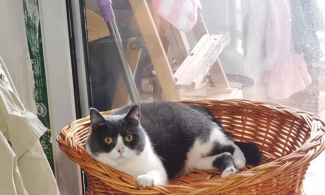 选择适合自己的宠物，让养活成为一种享受（以养什么宠物好养活为主题的指南）(图3)