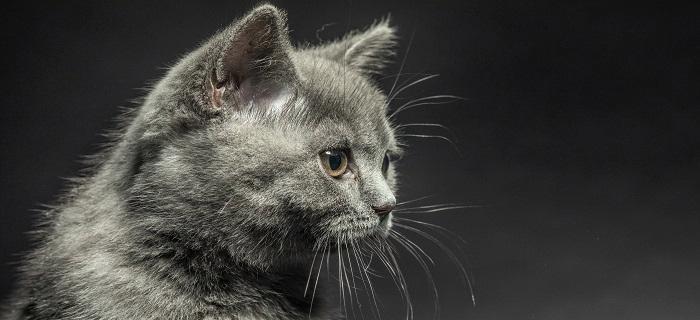 猫的预兆（探索猫的预知能力，从而获得人生的指引）(图3)