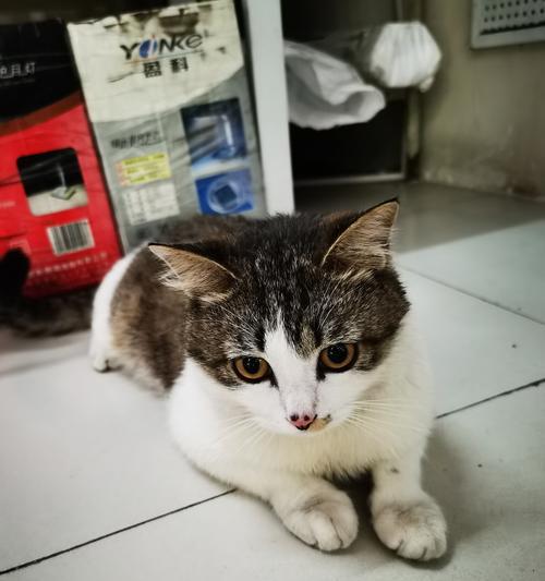 猫的预兆（探索猫的预知能力，从而获得人生的指引） - 新生家伴