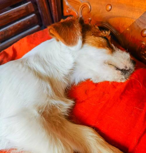 狗狗的必打疫苗，保护它的健康（详解狗狗的常见疫苗及其重要性） - 新生家伴