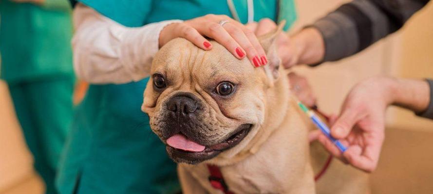 狗狗的必打疫苗，保护它的健康（详解狗狗的常见疫苗及其重要性）(图3)