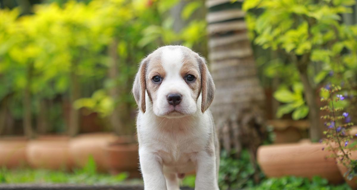 狗狗的必打疫苗，保护它的健康（详解狗狗的常见疫苗及其重要性）(图2)