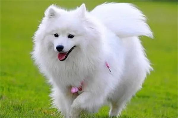 萨摩耶和银狐犬的区别(图2)