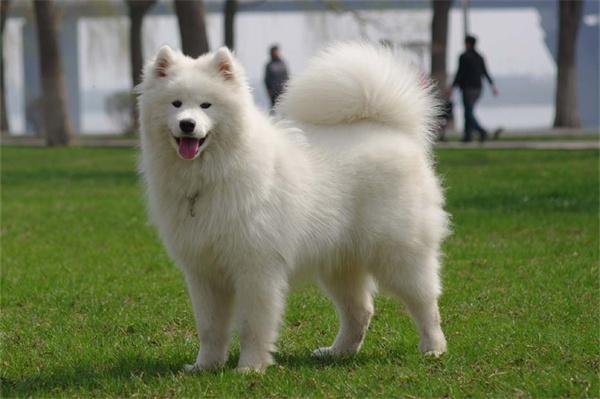 萨摩耶和银狐犬的区别 - 新生家伴