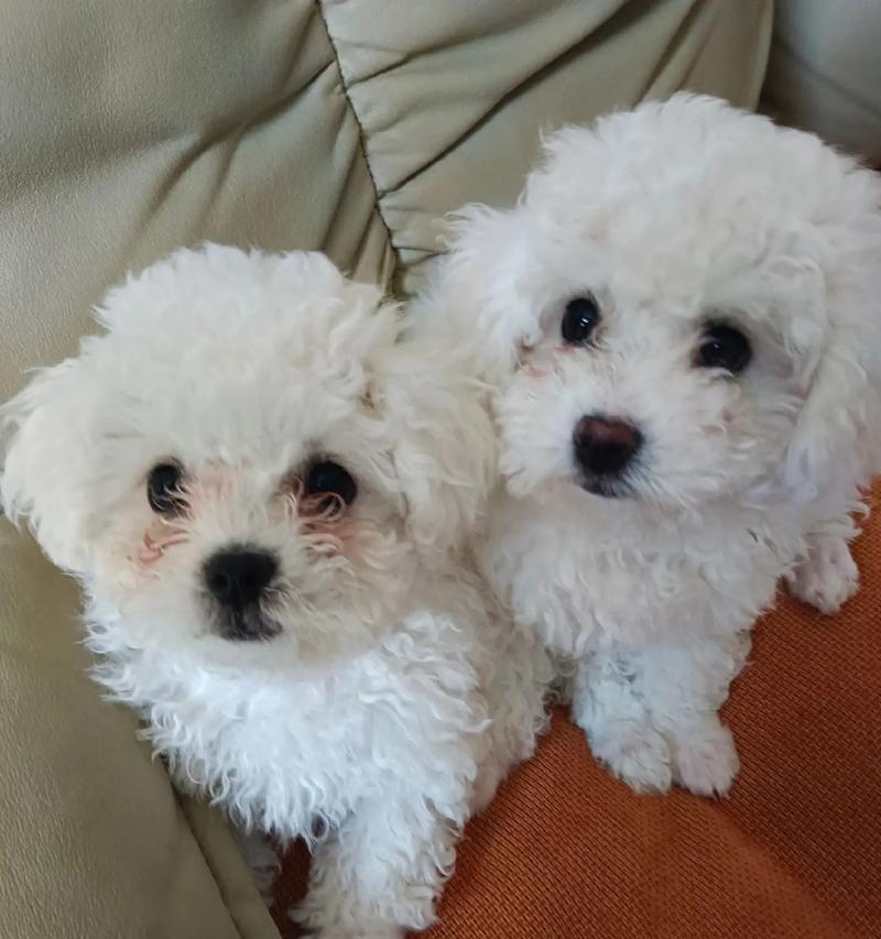 2个月的比熊宝宝喂养秘籍(科学喂养让宝宝健康成长)(图2) 2个月的比熊宝宝喂养秘籍(科学喂养让宝宝健康成长)(图2)