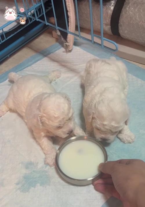 2个月的比熊宝宝喂养秘籍(科学喂养让宝宝健康成长)(图3) 2个月的比熊宝宝喂养秘籍(科学喂养让宝宝健康成长)(图3)