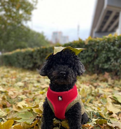 泰迪三个月大宝宝除吃狗粮还吃些什么好？（营养均衡，宝宝健康成长）(图3)