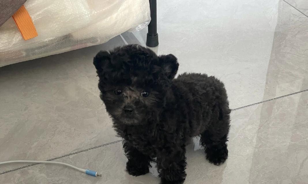 泰迪三个月大宝宝除吃狗粮还吃些什么好？（营养均衡，宝宝健康成长） - 新生家伴