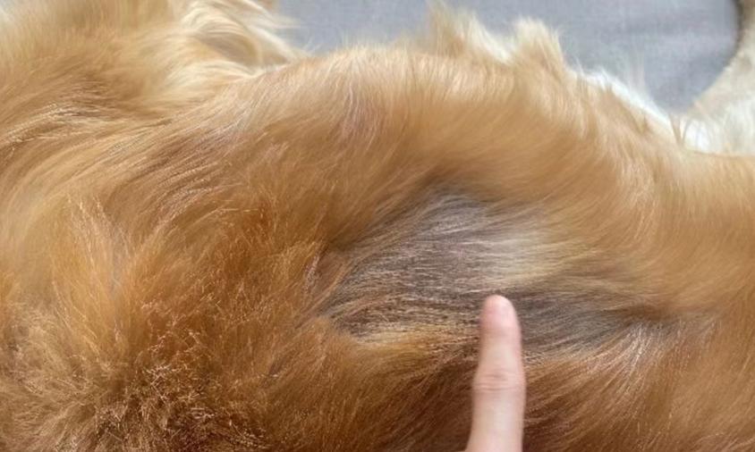 治疗狗狗真菌皮肤病的饮食指南（探索营养与天然食品，有效缓解狗狗真菌皮肤病） - 新生家伴