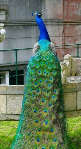 孔雀的美丽外形（揭秘孔雀的魅力与独特之处）(图3)