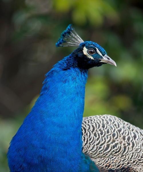 孔雀的美丽外形（揭秘孔雀的魅力与独特之处）(图2)