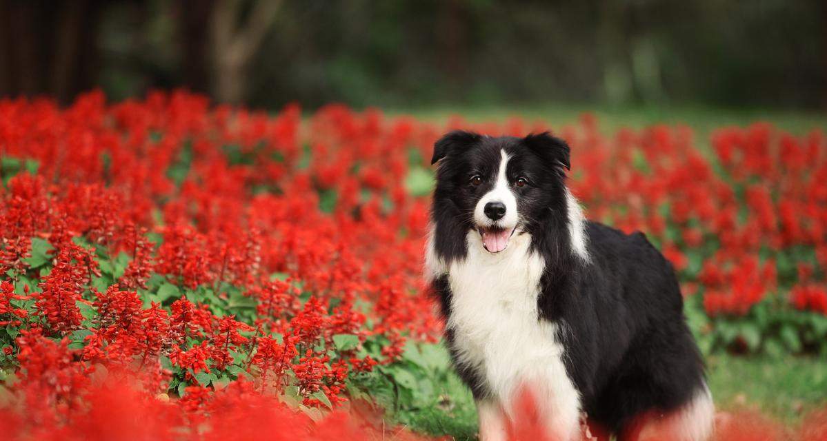 以苏牧幼犬喂什么？（为你的苏牧宝宝提供健康饮食的关键）(图1)