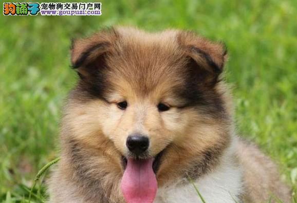 以苏牧幼犬喂什么？（为你的苏牧宝宝提供健康饮食的关键）(图2)