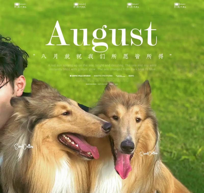 以苏牧幼犬喂什么？（为你的苏牧宝宝提供健康饮食的关键）(图3)