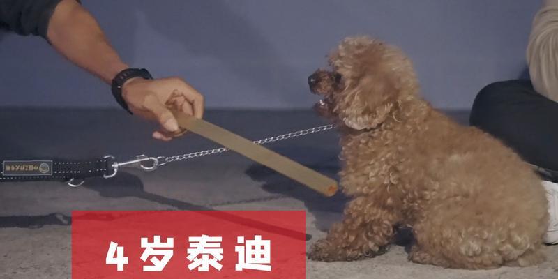 小狗咬人的原因解析（探究小狗咬人的动机和行为模式） - 新生家伴