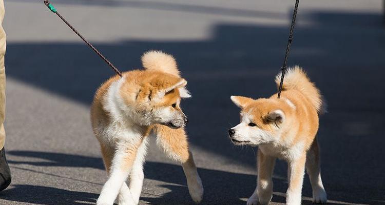 探寻秋田母犬的理想毛色（以2017秋田母犬为例，解析毛色选择的关键）(图3)