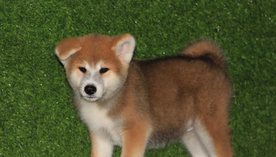 探寻秋田母犬的理想毛色（以2017秋田母犬为例，解析毛色选择 - 新生家伴