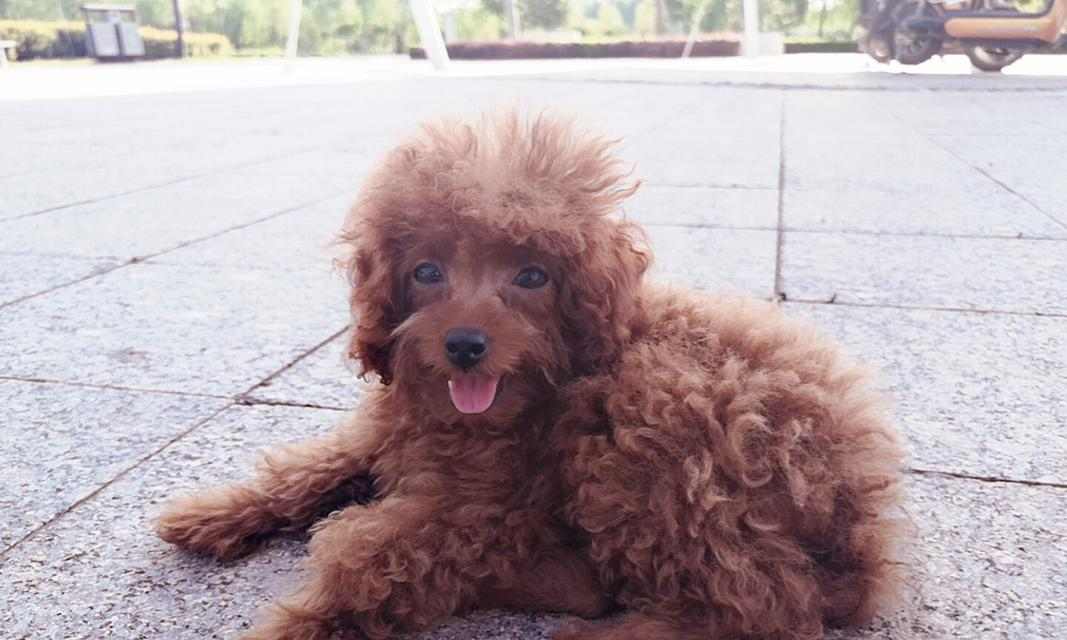 泰迪宝宝的健康饮食（为宠物泰迪提供营养丰富的水果，让它快乐成长）(图1)