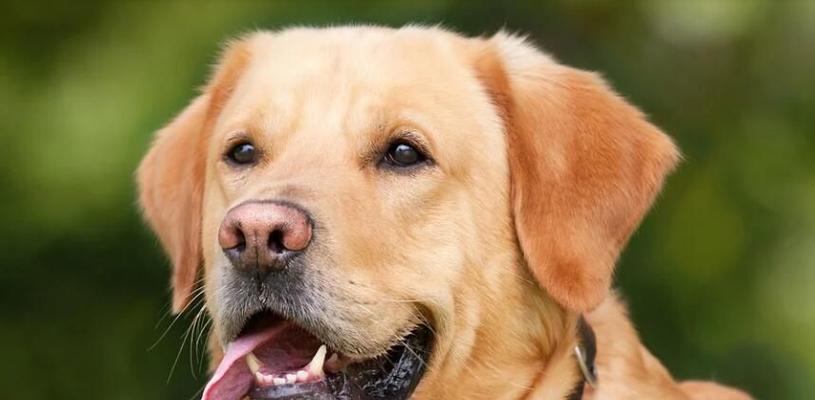 泰迪宝宝的健康饮食（为宠物泰迪提供营养丰富的水果，让它快乐成长）(图2)