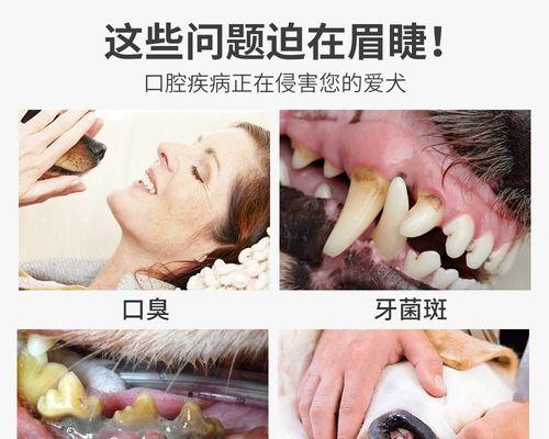 博美牙齿发黄还口臭的原因及解决方法(博美牙齿失去光泽,口气难闻的问题该如何解决?)(图3) 博美牙齿发黄还口臭的原因及解决方法(博美牙齿失去光泽,口气难闻的问题该如何解决?)(图3)