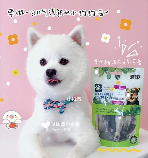 博美牙齿发黄还口臭的原因及解决方法（博美