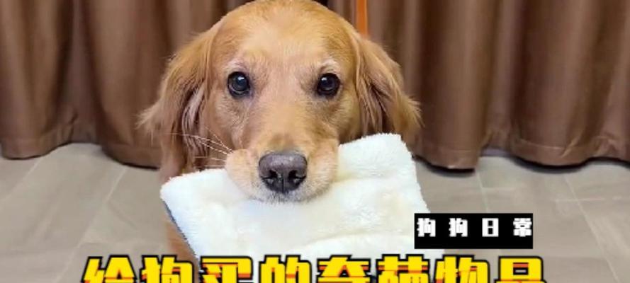 在什么时候买狗是最好的选择？（根据不同的需求，狗的购买时机也需谨慎选择）(图1)