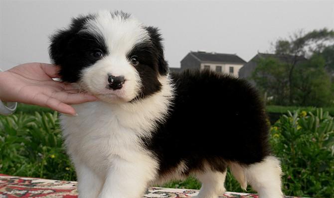 在什么时候买狗是最好的选择？（根据不同的需求，狗的购买时机也需谨慎选择）(图3)