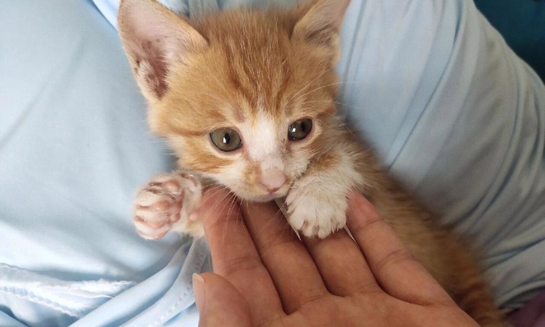 猫的驱虫时机与注意事项（了解猫的驱虫周期，做好预防措施）(图2)