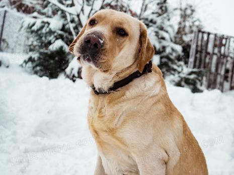 拉布拉多体温过高的原因及应对方法（了解拉布拉多体温异常的反应，保护爱宠健康）(图3)