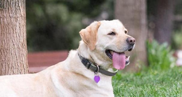 拉布拉多体温过高的原因及应对方法（了解拉布拉多体温异常的反应，保护爱宠健康）(图1)