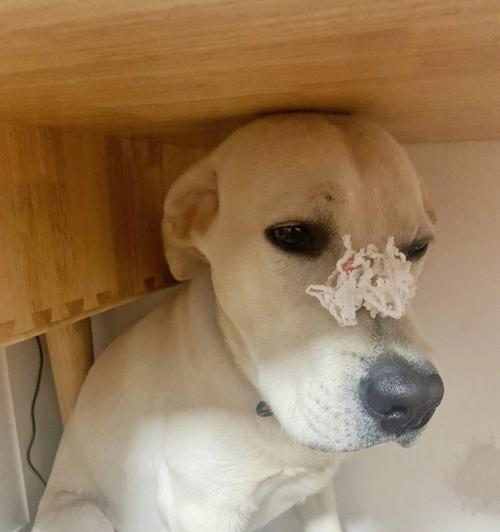 拉布拉多体温过高的原因及应对方法（了解拉布拉多体温异常的反应，保护爱宠健康）(图2)