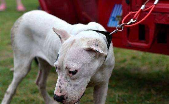 苏州禁养秋田犬的原因及影响（为什么苏州市民不能养秋田犬？禁养秋田犬的相关规定和背后的考虑）(图1)