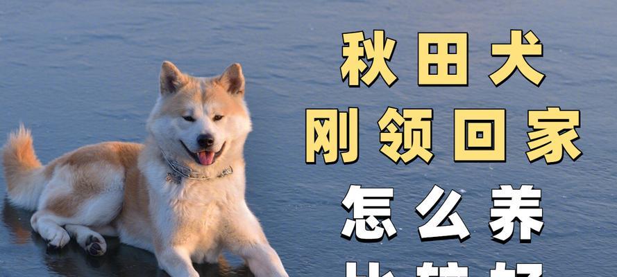 苏州禁养秋田犬的原因及影响（为什么苏州市民不能养秋田犬？禁养秋田犬的相关规定和背后的考虑）(图2)