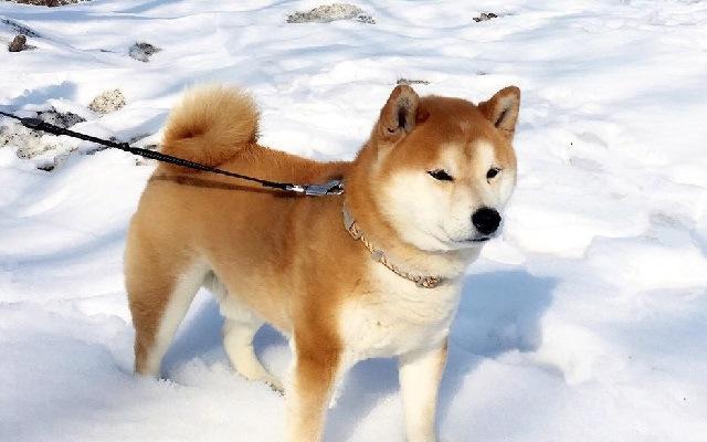 苏州禁养秋田犬的原因及影响（为什么苏州市民不能养秋田犬？禁养秋田犬的相关规定和背后的考虑）(图3)