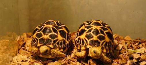 选择适合养殖的陆龟品种（如何找到最适合自己养的陆龟？）(图2)