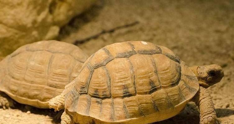 选择适合养殖的陆龟品种（如何找到最适合自己养的陆龟？）(图3)