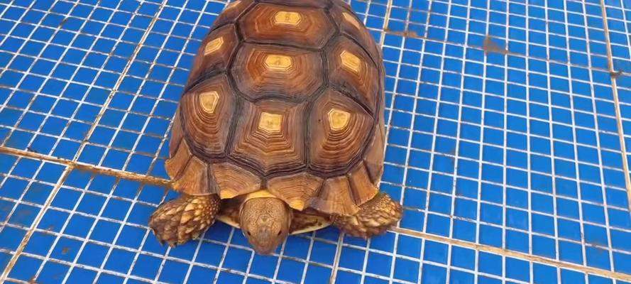 选择适合养殖的陆龟品种（如何找到最适合自