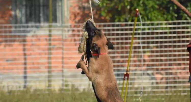 小马犬的饮食禁忌（切勿喂食以下食物，保护你的小马犬健康）(图1)
