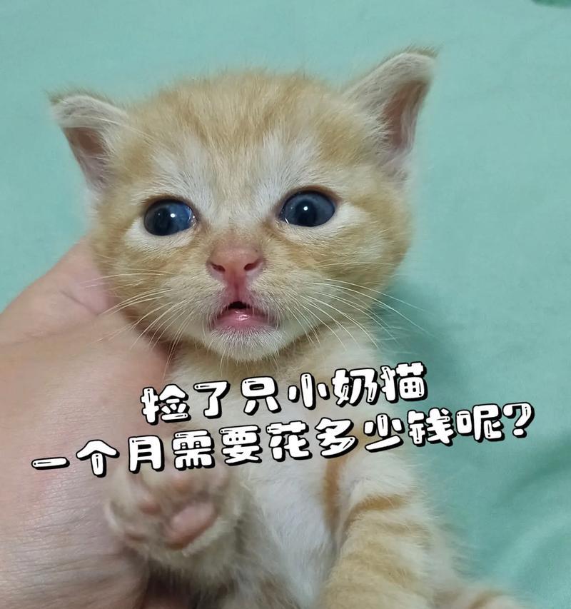 一个月的猫（从幼猫到成猫，它们的生活变迁和适应能力如何演变）(图1)
