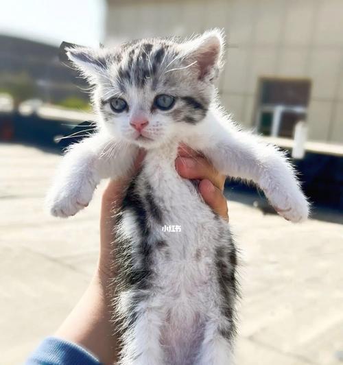 一个月的猫（从幼猫到成猫，它们的生活变迁和适应能力如何演变）(图2)