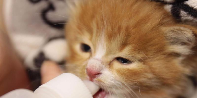 一个月的猫（从幼猫到成猫，它们的生活变迁和适应能力如何演变）(图3)