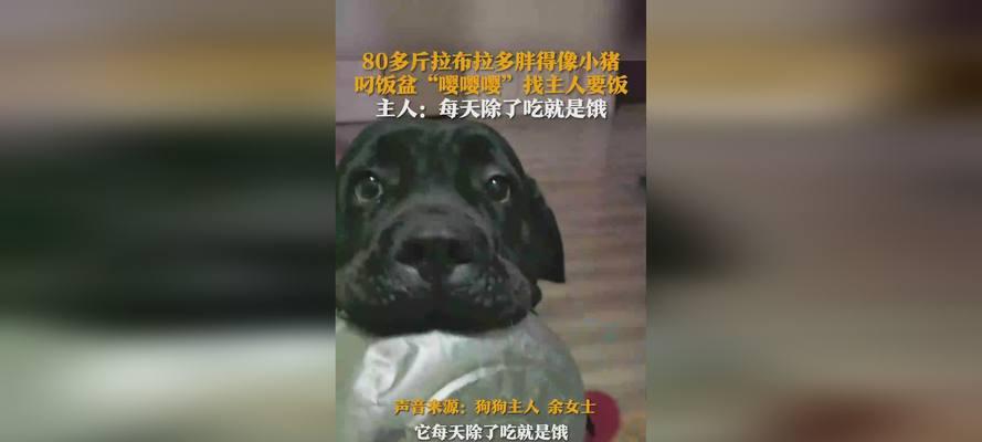 成年拉布拉多的饮食需求和建议（为你的成年拉布拉多提供健康均衡的饮食）(图2)