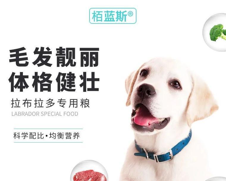 成年拉布拉多的饮食需求和建议（为你的成年
