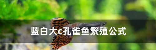 斗鱼繁殖之道（探索斗鱼的繁殖时刻） - 新生家伴