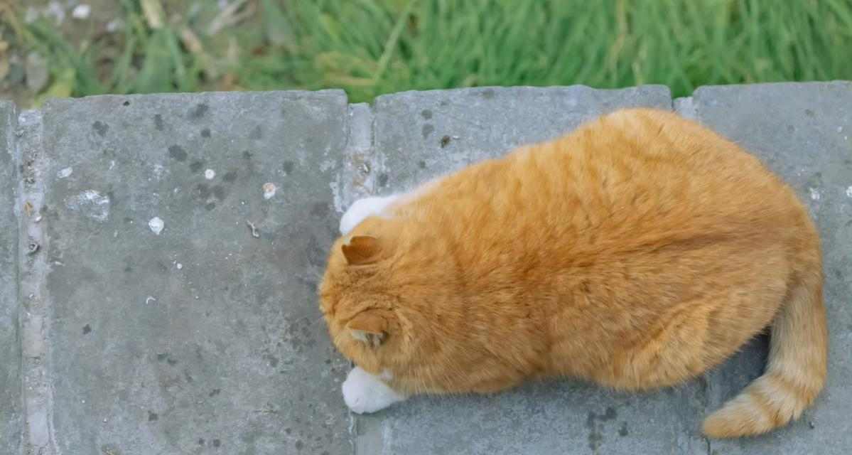 猫咪为什么一直不动了？（探寻猫咪长时间不动的原因及解决方法）(图2)