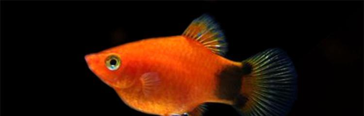 斗鱼繁殖之道（探索斗鱼的繁殖时刻）(图3)