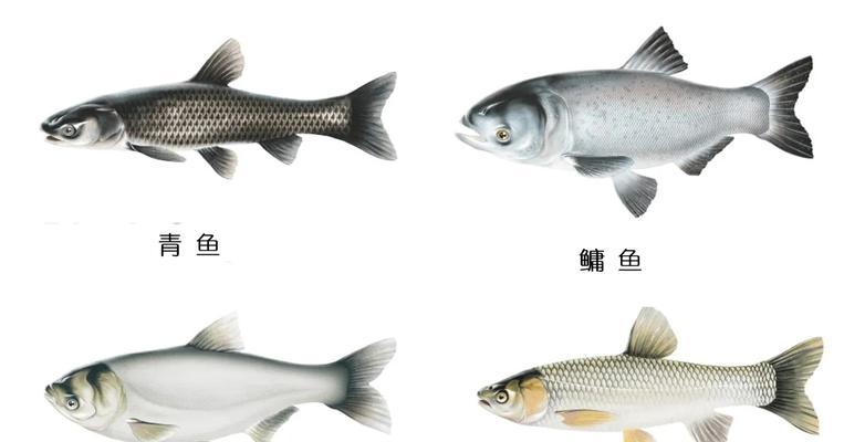 斗鱼繁殖之道（探索斗鱼的繁殖时刻）(图2)